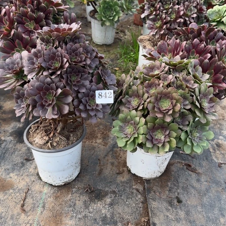 842原叶➕万圣节包邮。