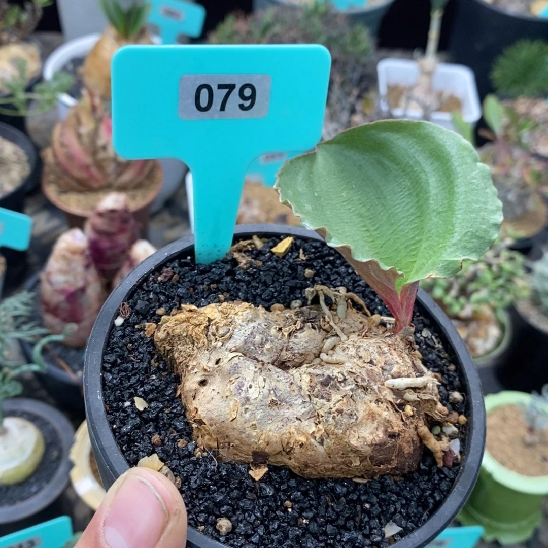 卷叶冰之镜多肉植物