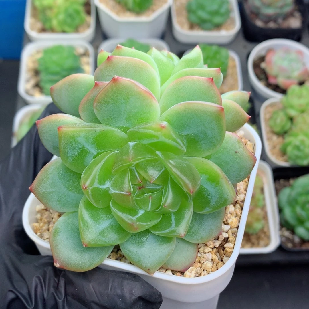 58包邮  群生不包整海洋之星73