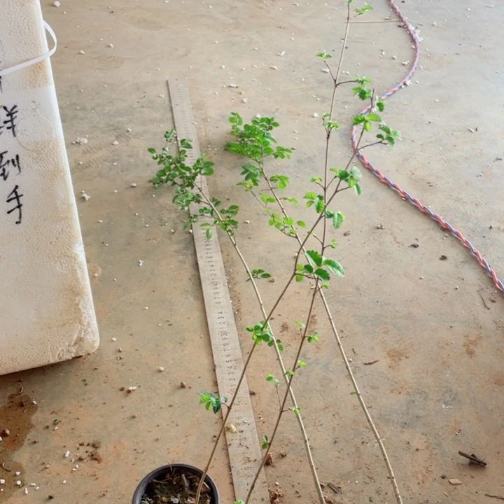 章***生无花朵附石的传用苗子