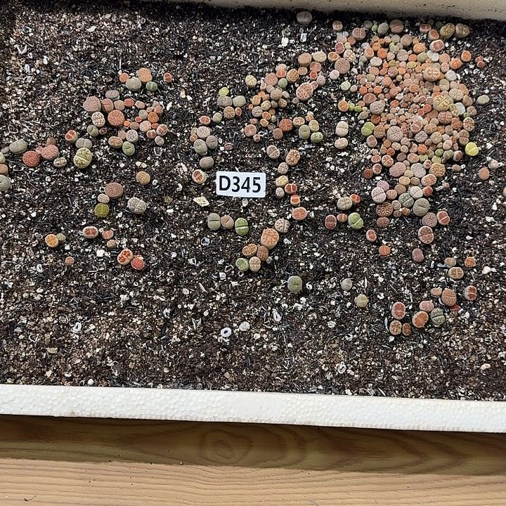 生345石花整筐脱土发货