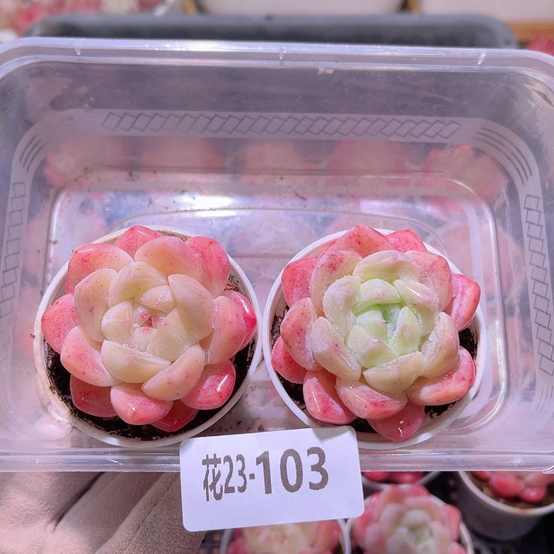 花利美23-103冰娃娃2颗