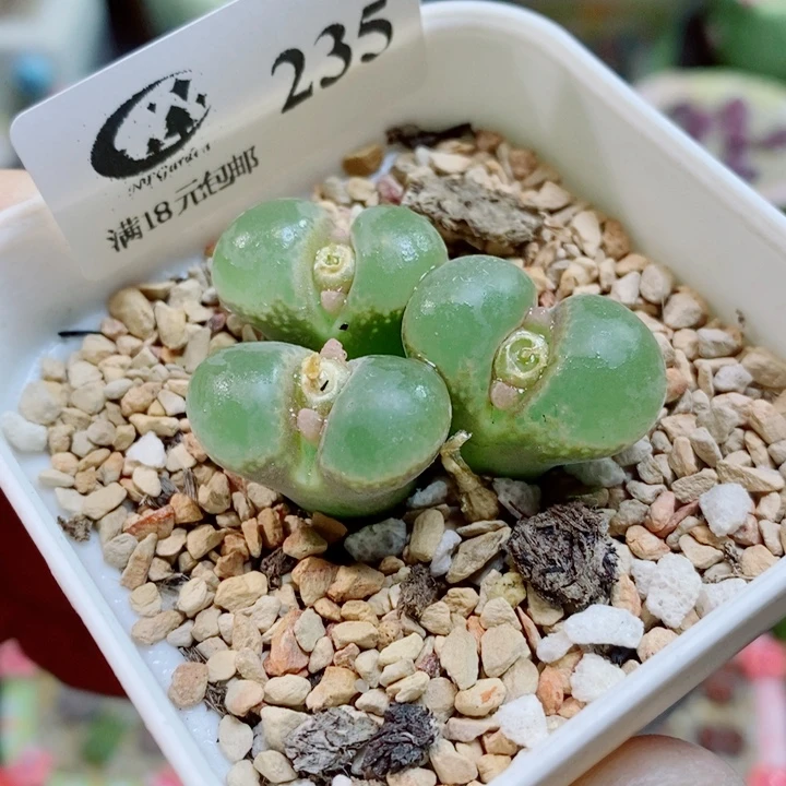 生石花花花花花花235