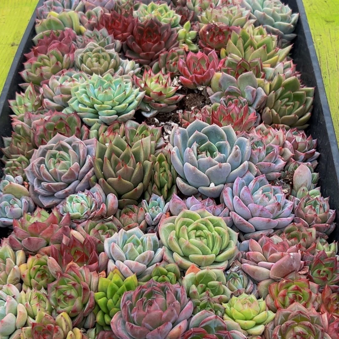 145的人都在用这个词了吗我真的很