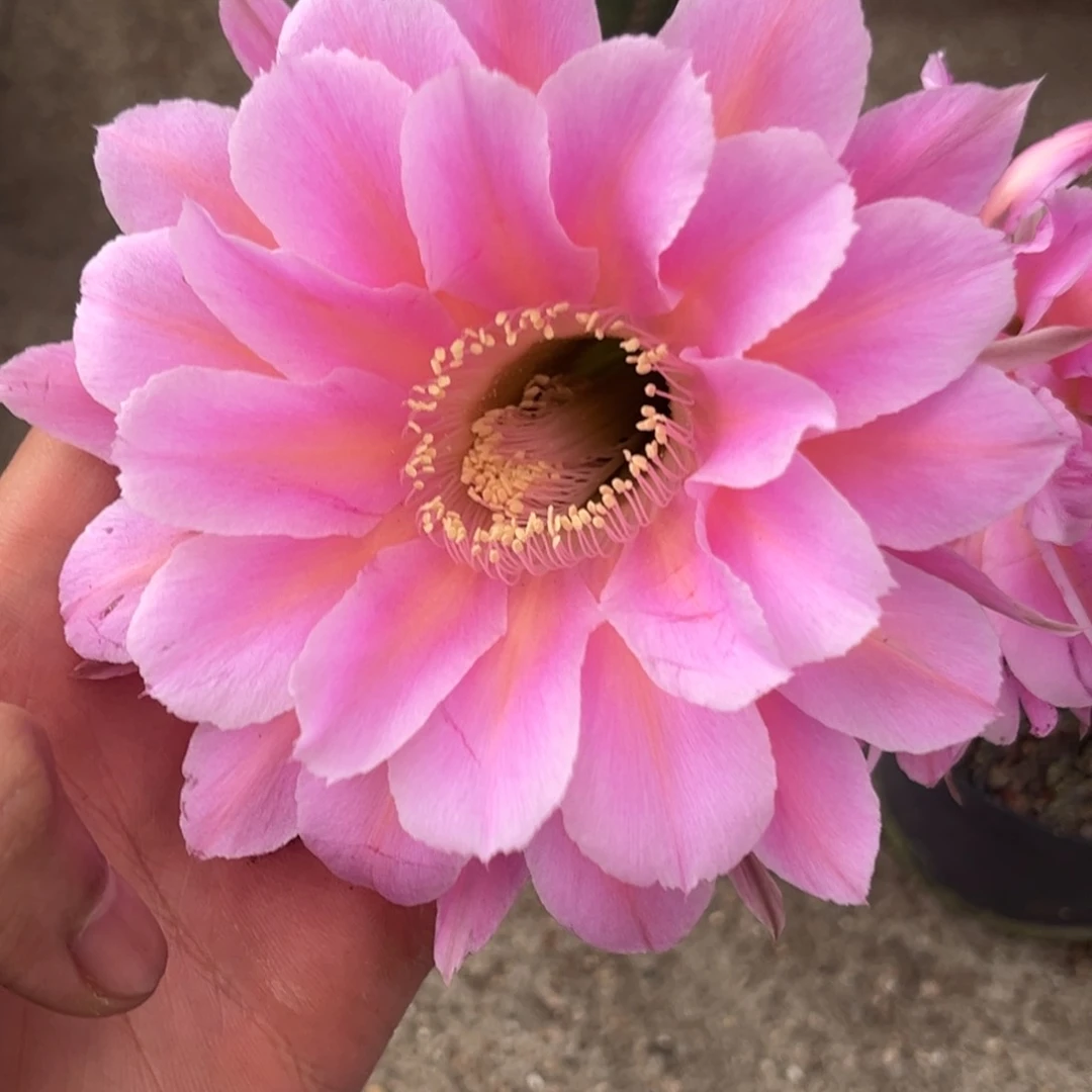 曾****水实生彩草仙人球