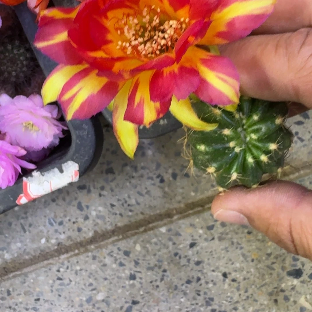 42丽花火凤凰歪3公分左右无根侧牙，20包邮