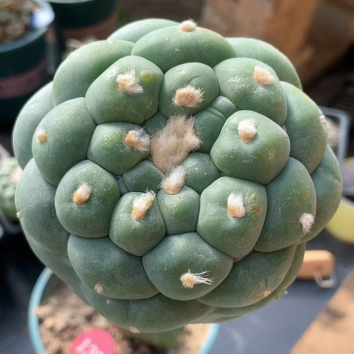 仙人球苗转10公分137