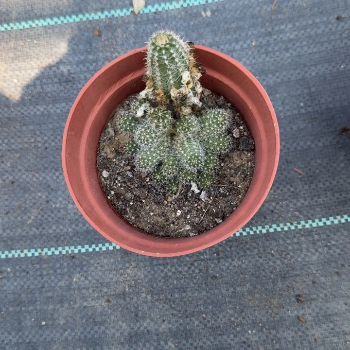 白檀仙人掌622群生168