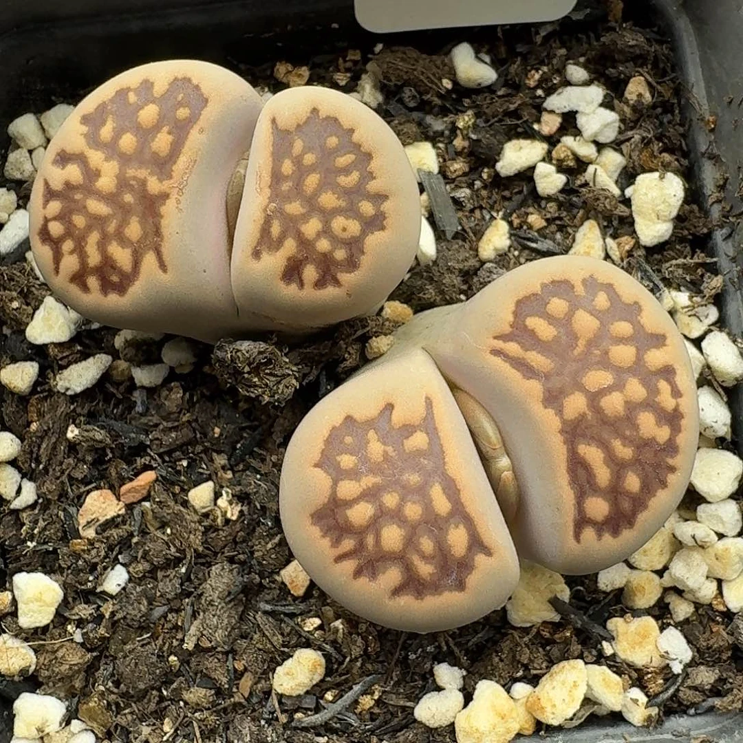 158多肉哈哈哈哈哈哈哈哈