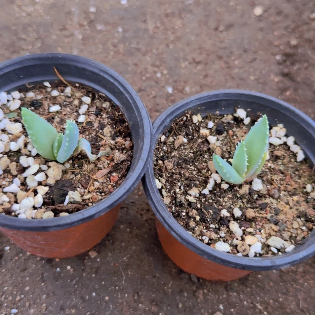虎***雕块根植物块根植物