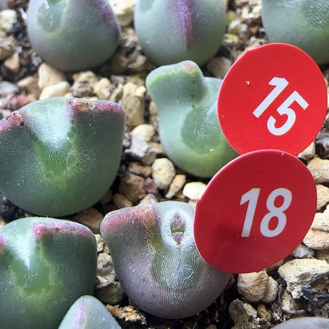 小***亮18号大眼睛空蝉两年苗