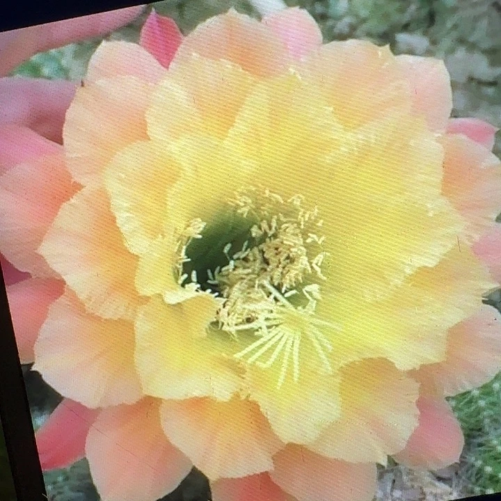 歪歪侧芽5公分左右毛花柱（20包邮）