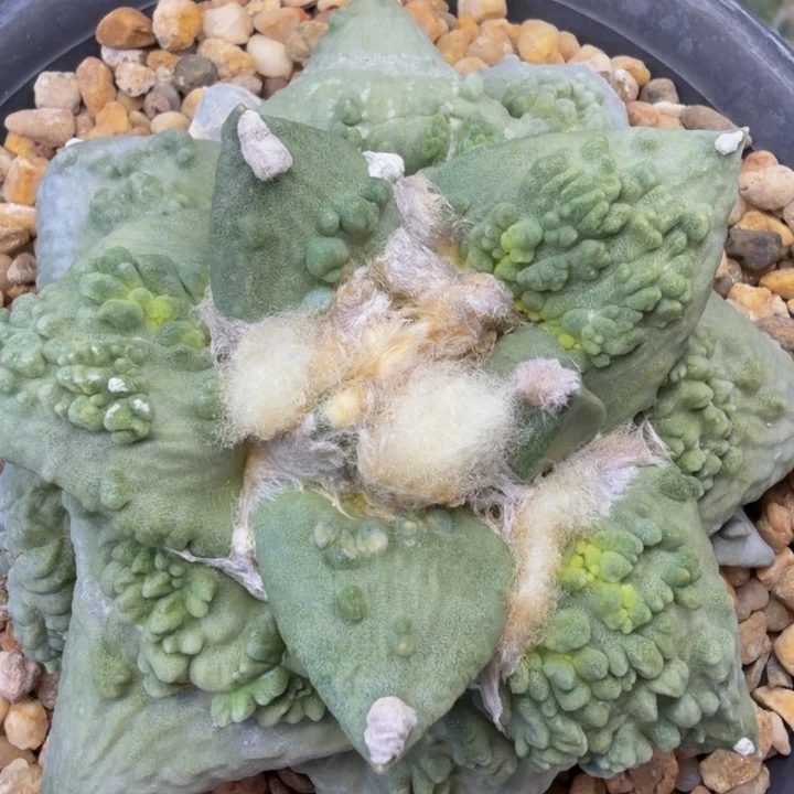 大米粒珊瑚怒会爆血