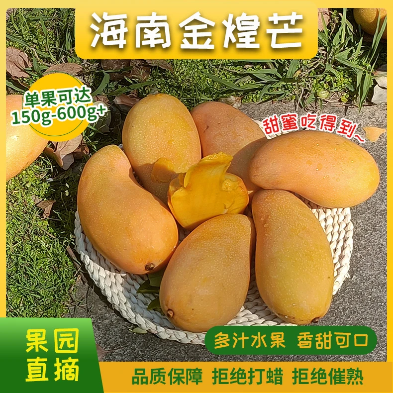 【海南金煌芒】正宗海南金煌芒果园现摘应季水果皮薄肉厚03