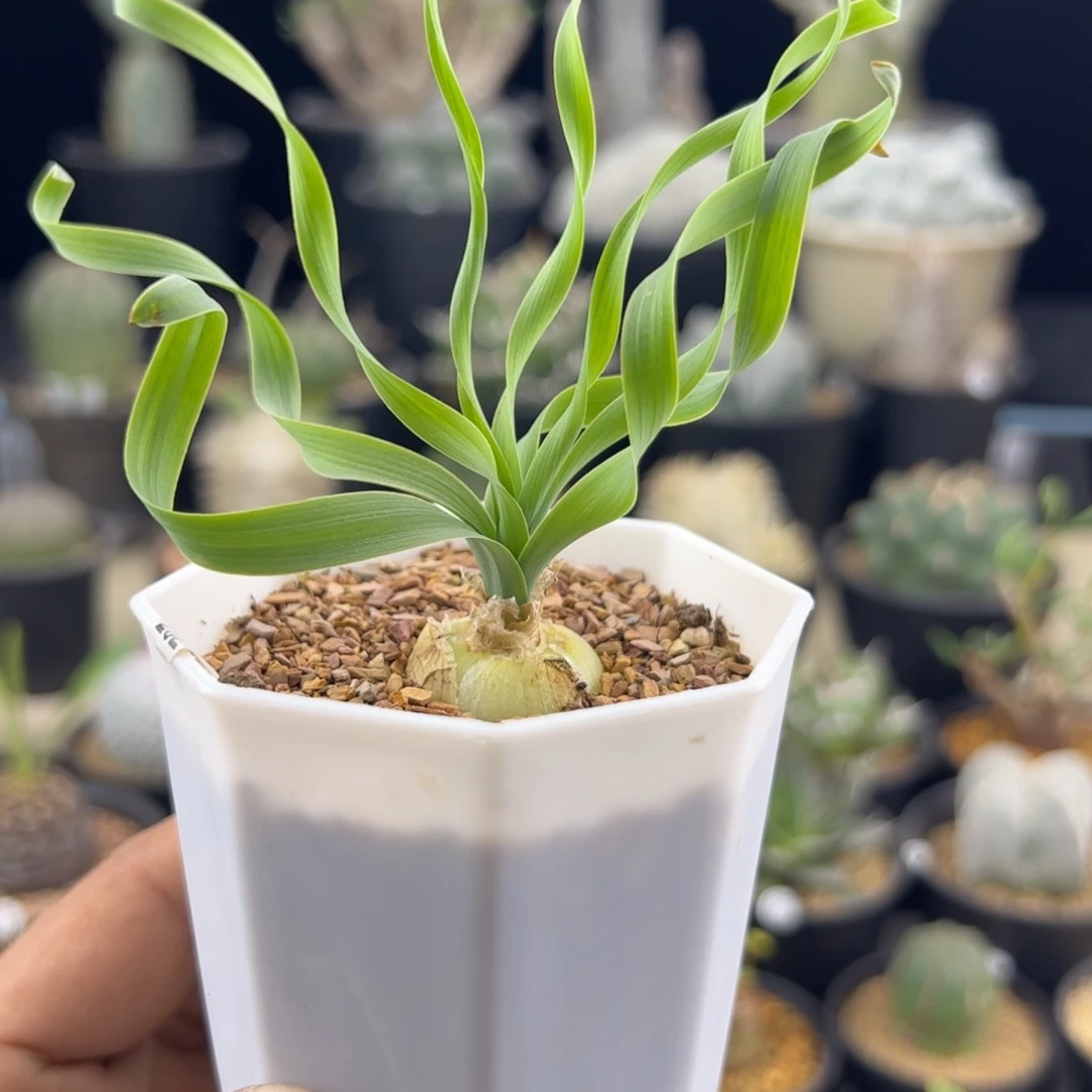 宽弹簧草一物一拍