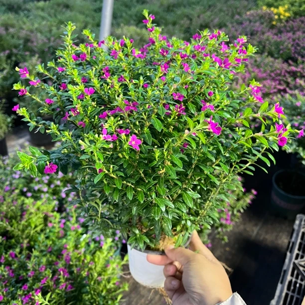 [双色杯买一送一]多年生满天星盆栽绿植室外花园四季花卉双色盆