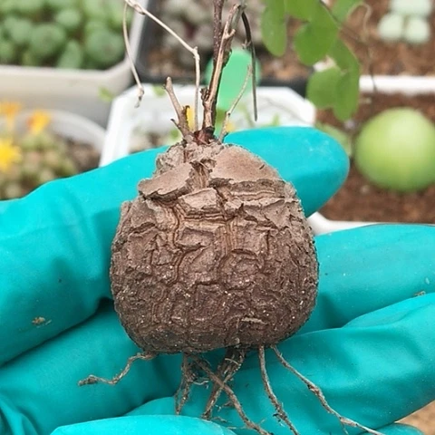 多肉肉锥 龟甲龙