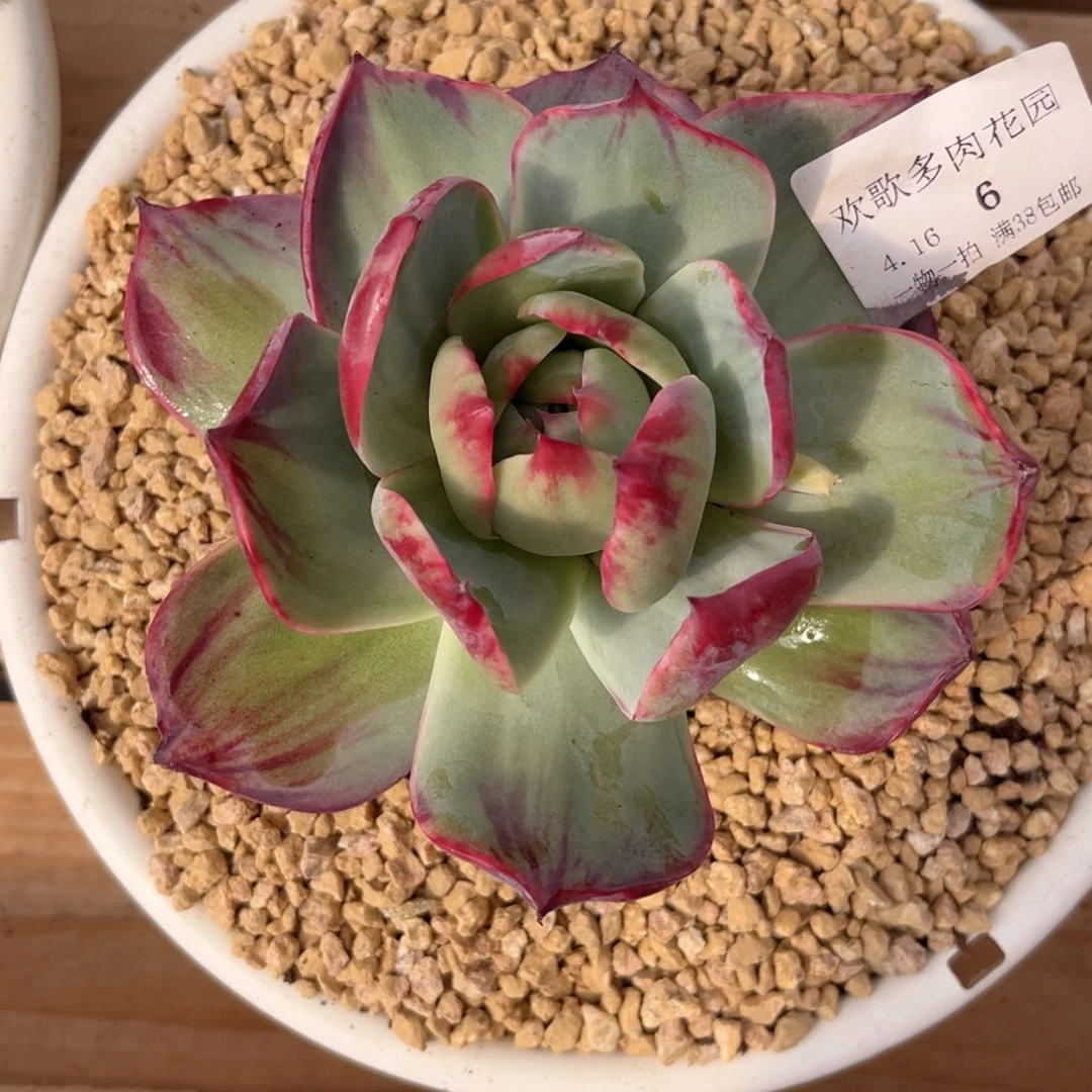 橘****）4.16-6惊鸿1111111