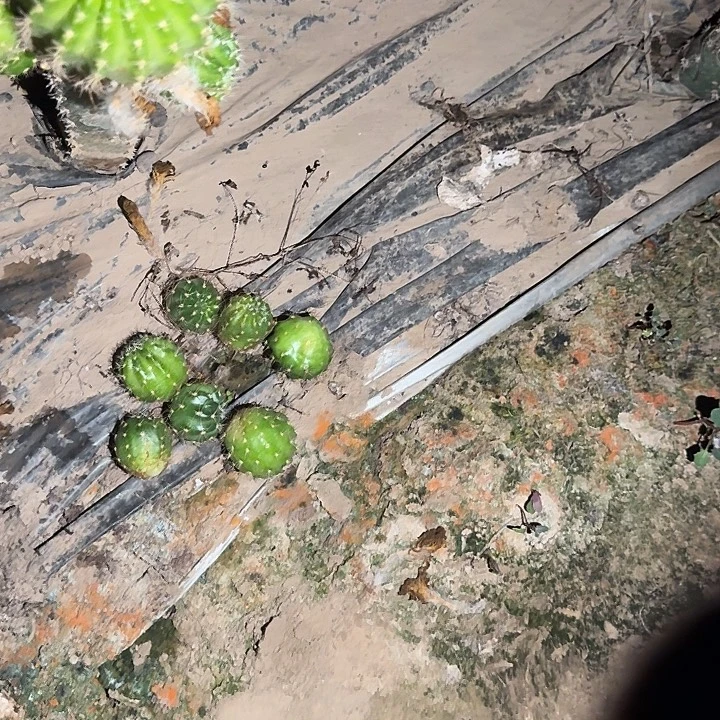 卟****丽花侧芽7公分仙人球