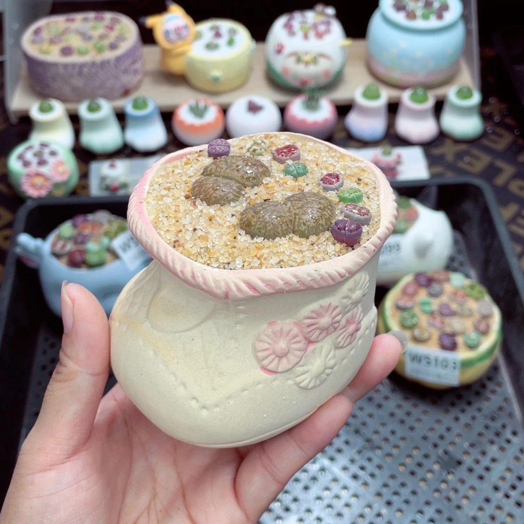 w5107 带盆土发货一物一拍