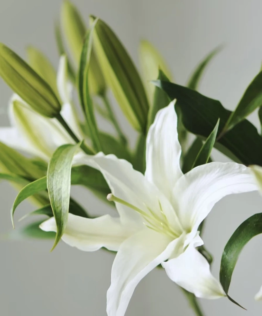 西伯利亚香水百合云南直发水养鲜花可家用