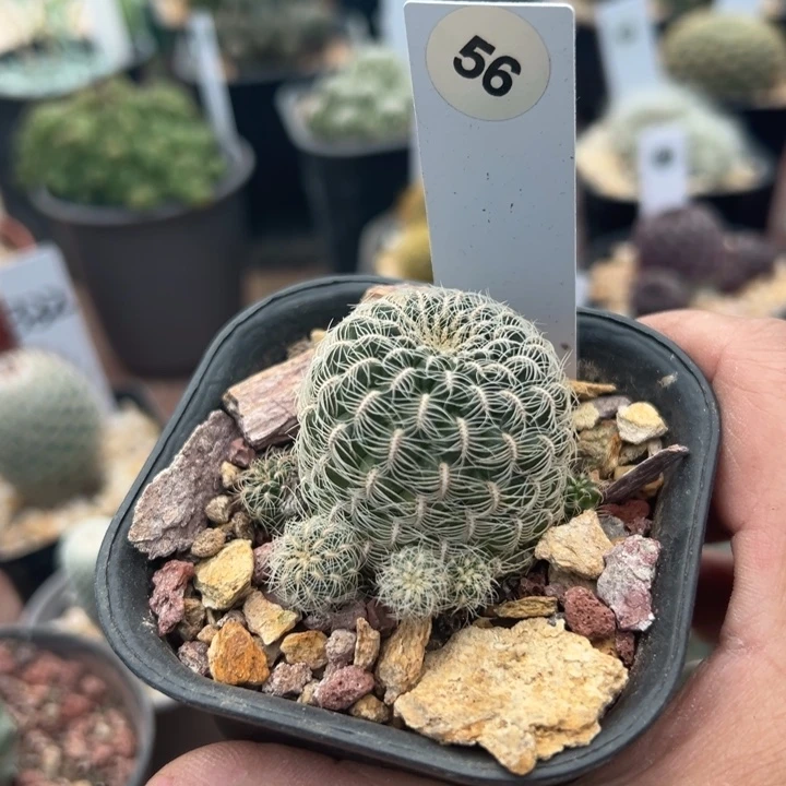 56号沟宝山盲盒一颗