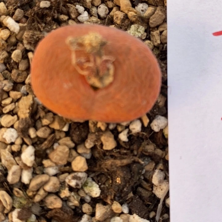 2239一颗一颗一颗