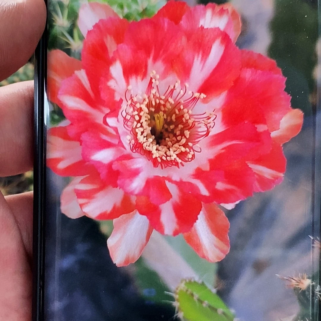 丽 甜橙侧芽歪20包邮/4公分