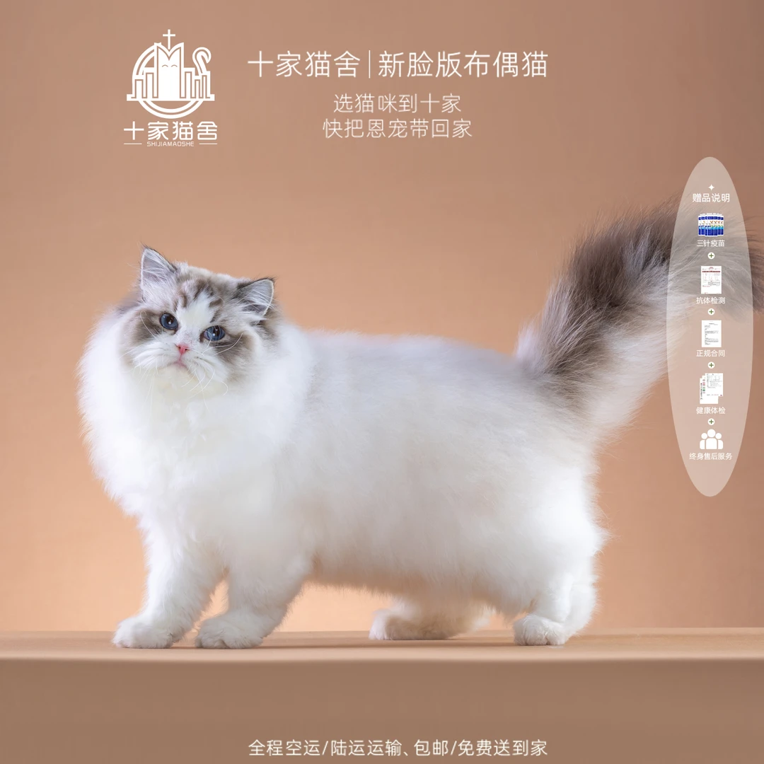 【十家猫舍】憨总-弟弟 I新脸版布偶猫I猫咪活体