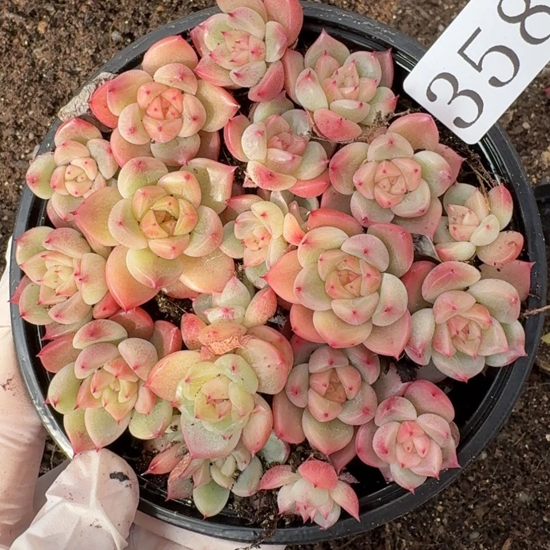 多肉植物多肉植物358