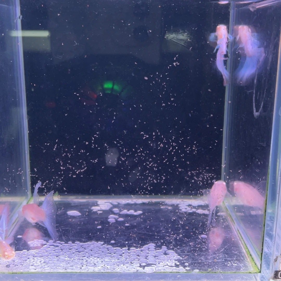 孔雀鱼蓝白c2对所见即所得