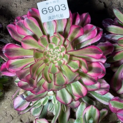 红铜多肉多肉6903