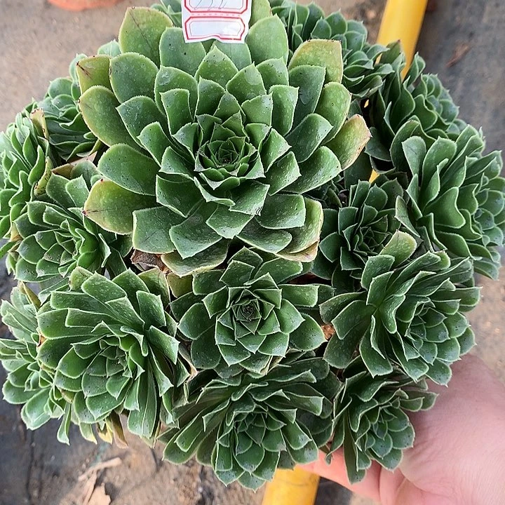 222翡翠玫瑰多肉植物