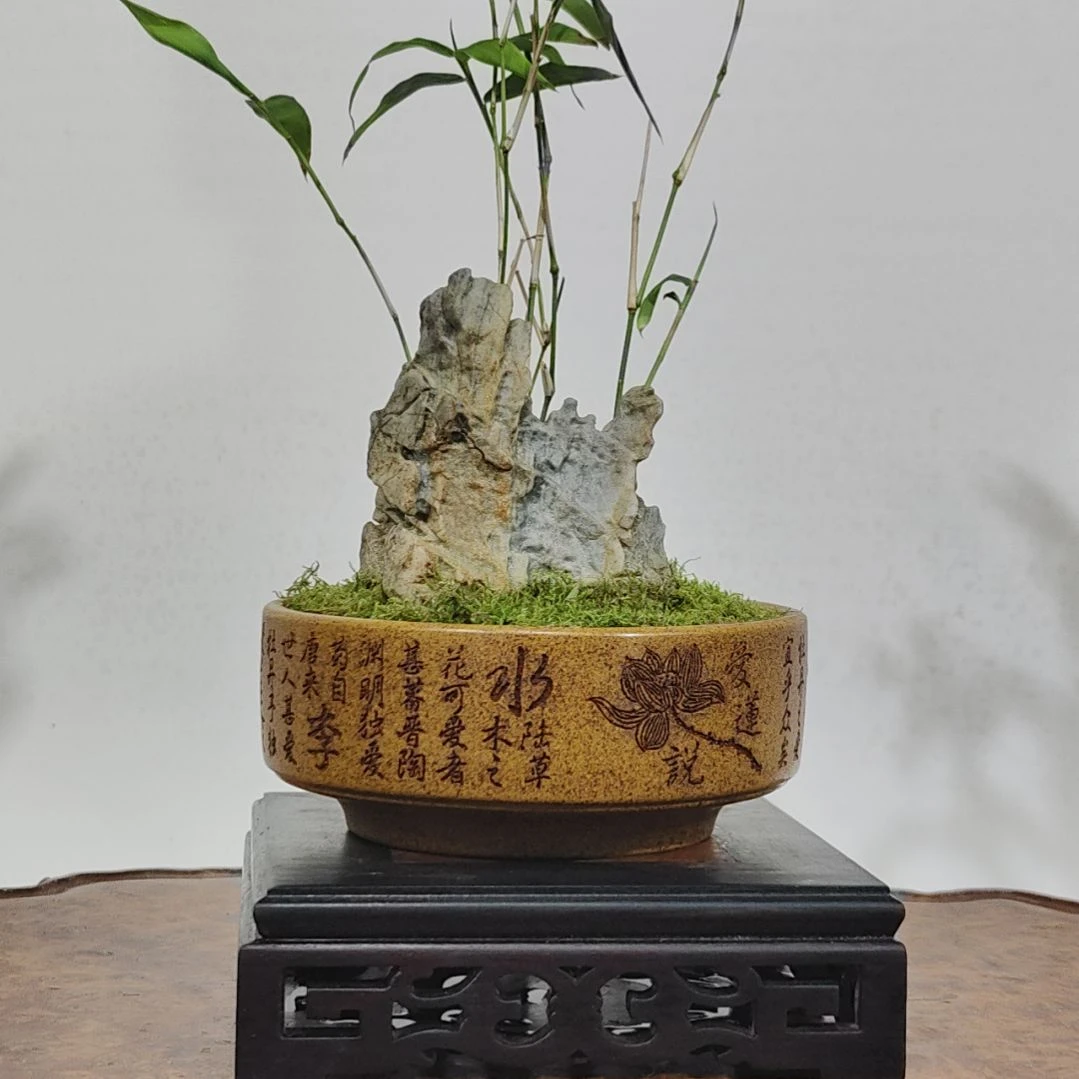 无花朵盆景，凤尾竹，风凌石