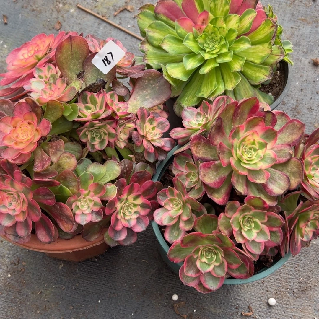 187三颗多肉多肉多肉