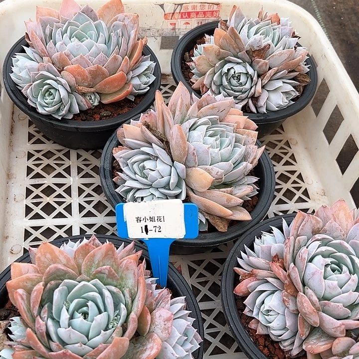 11.72木兮田心带盆一个