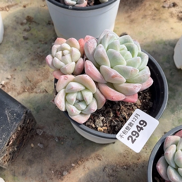 阿雅园艺。       2949