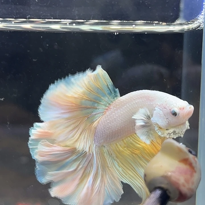 斗鱼24号清货低价，香草味雪糕