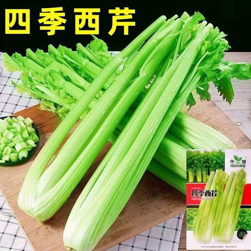 四季食谱西芹蔬菜种子老陈