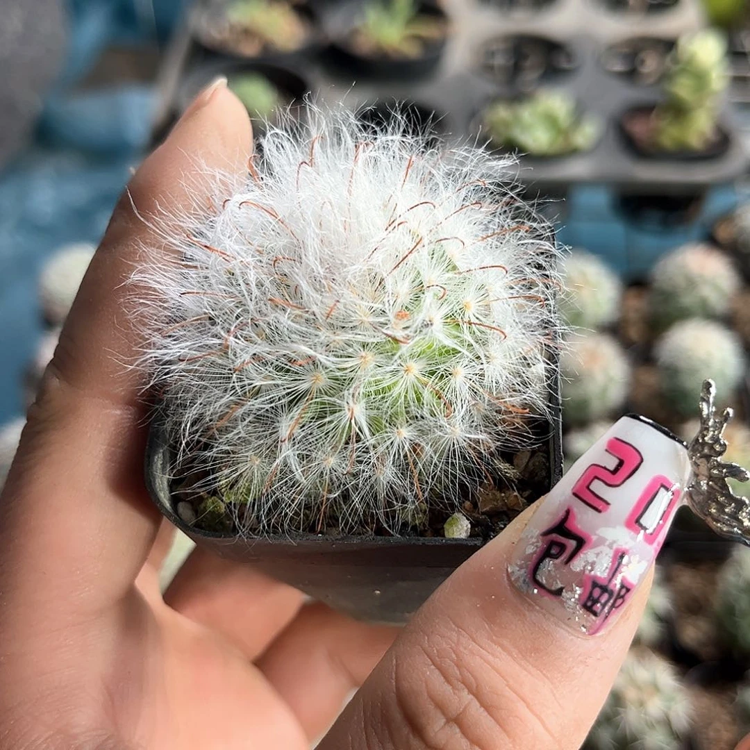 丽光殿单头发货有根