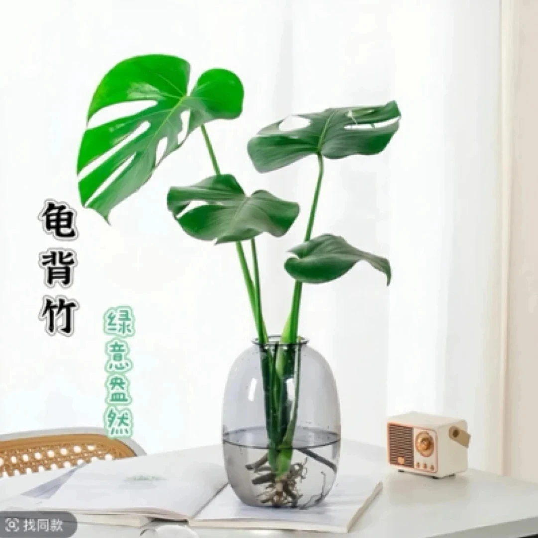 单株老桩龟背竹水培盆栽常绿大叶配灰色塑料大肚瓶