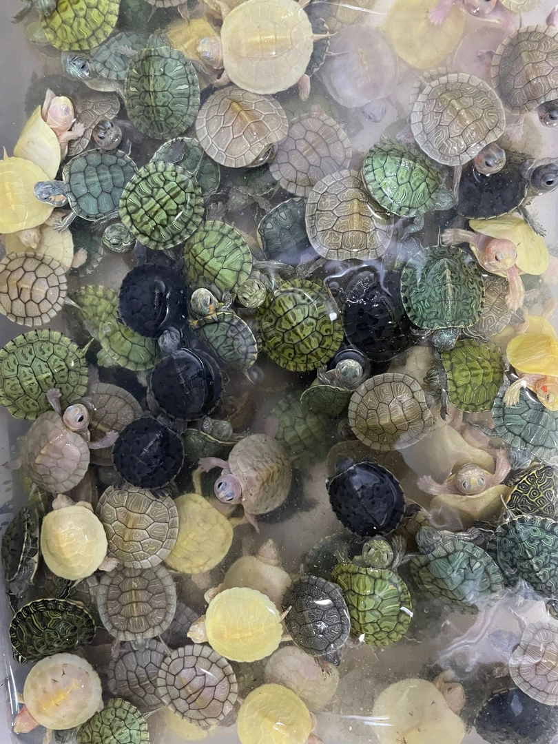 变异巴西多品种适合家养观赏宠物龟可能带有瑕疵品福袋无售后