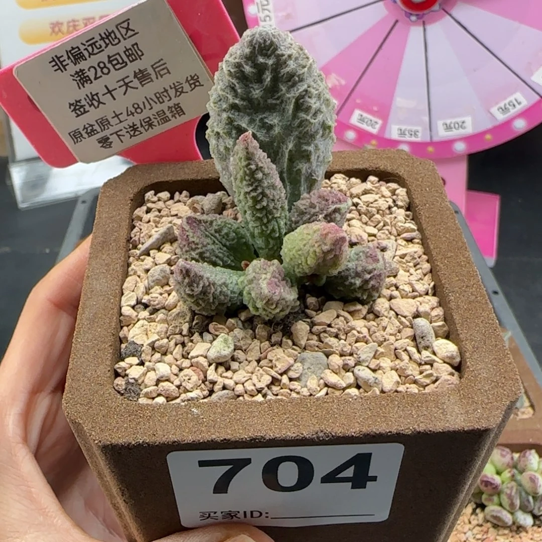 704苍龙多肉植物的