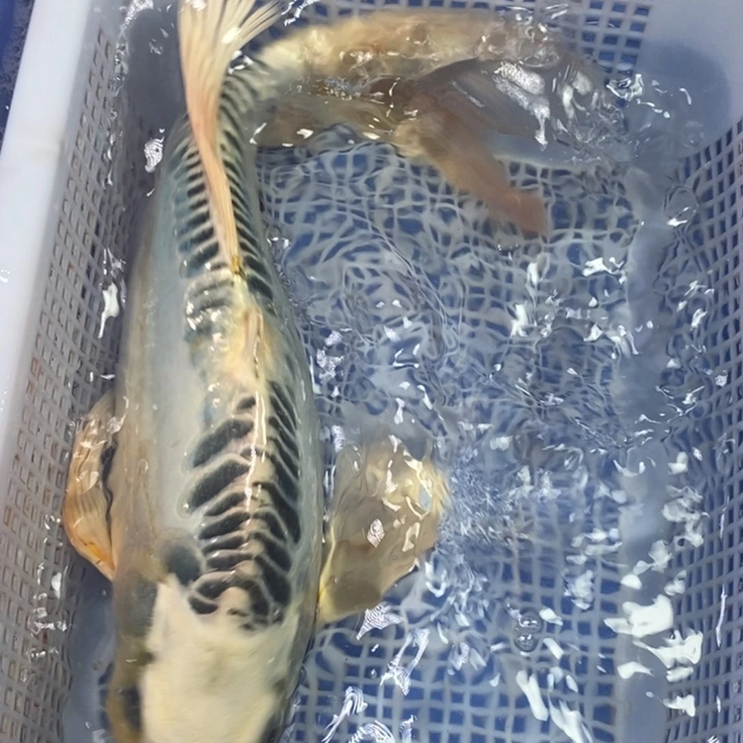 锦鲤冷水金龙包邮