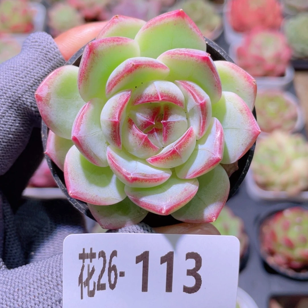 花利美26-113女王