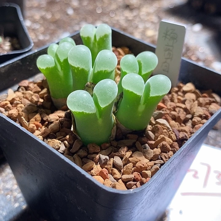 27311。     糯窗白。风铃。