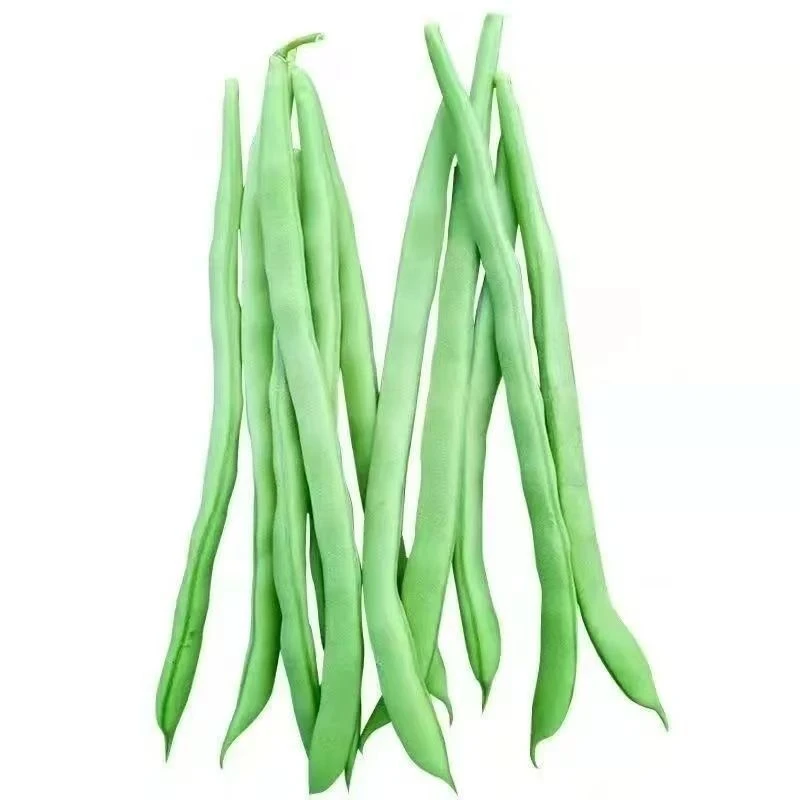 甘肃大田四季豆新鲜现摘现发无筋脆嫩鲜甜蔬菜