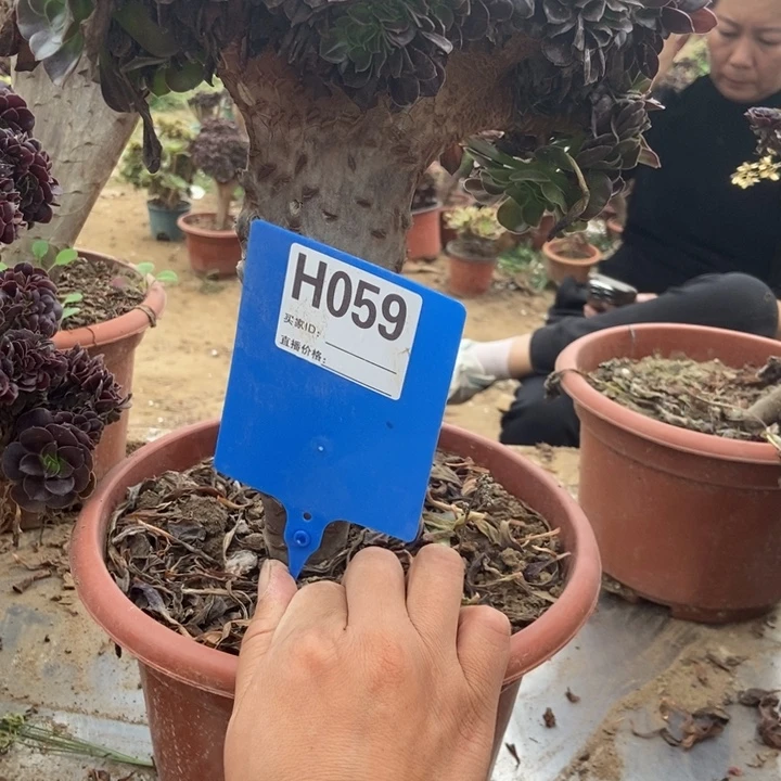 M***生056欧紫缀化老桩老桩