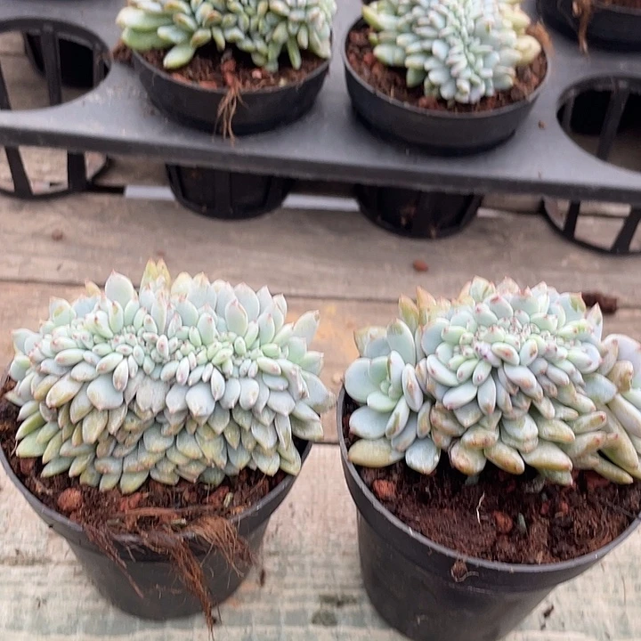 石榴子星影缀化有切