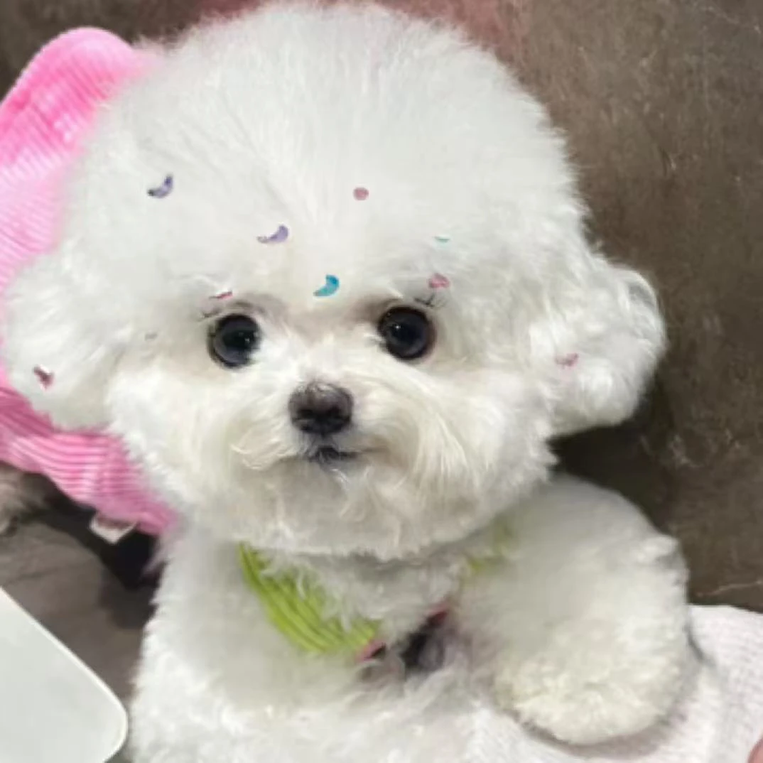 （云宠优选）宠物活体泰迪比熊博美狗狗